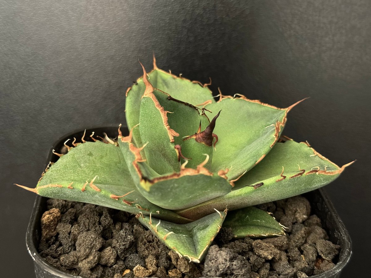 アガベ・チタノタ 黒豹(芽)-035|agave titanota black panther アガベ・チタノタ 黒豹(芽)-035|agave titanota black panther