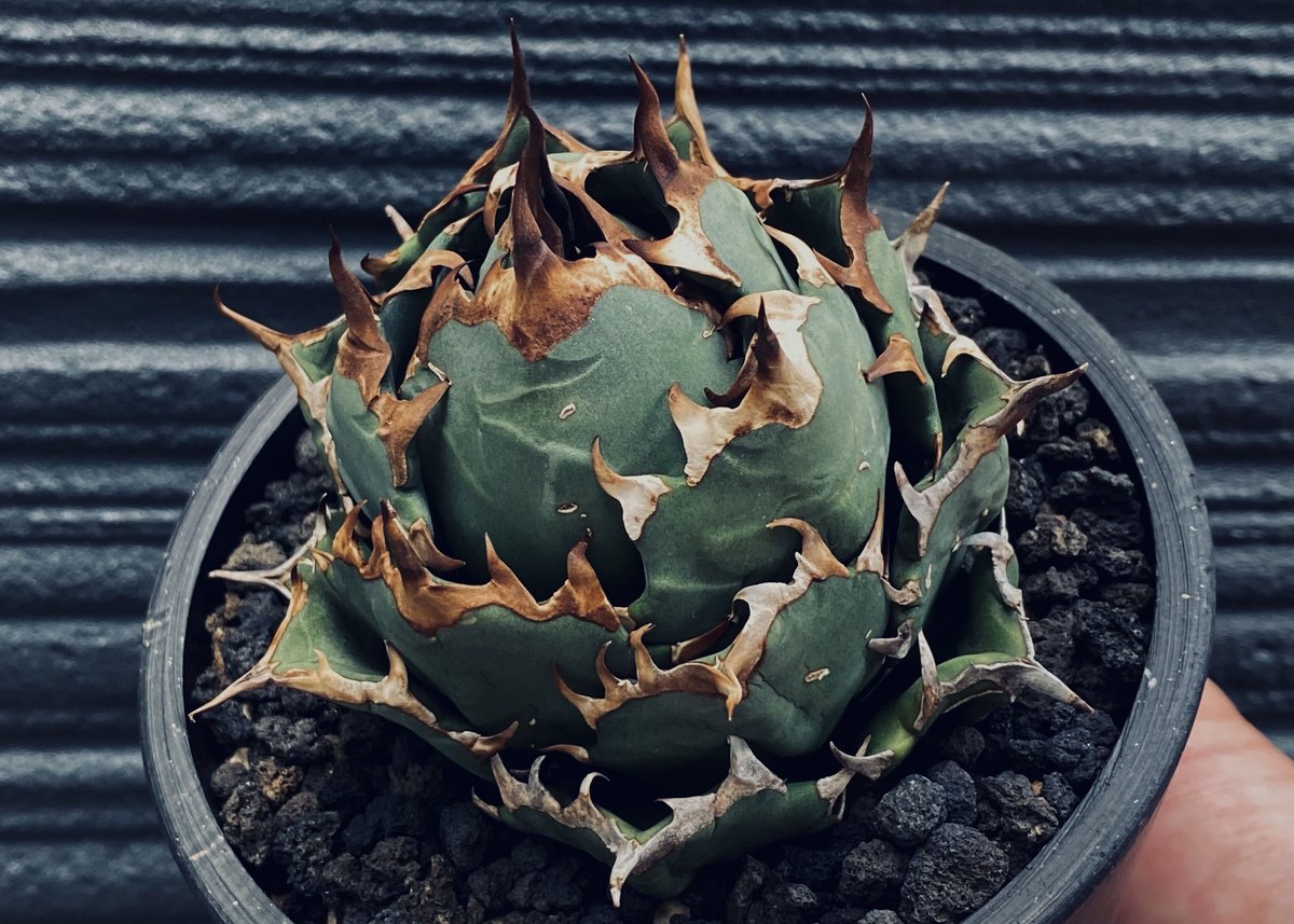 AGAVE titanota アガベ チタノタ 厳龍牡丹②