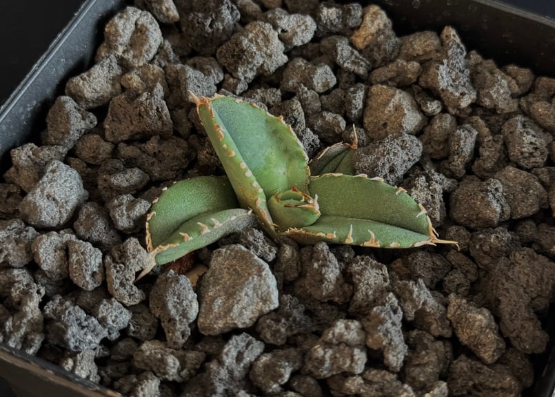 アガベ・チタノタ 鰐亀(芽)-022|agave titanota alligator sna アガベ・チタノタ 鰐亀(芽)-022|agave titanota alligator sna