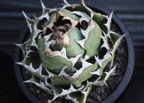 アガベ・チタノタ 白犀牛（芽）-003｜Titanota white rhino | Plus