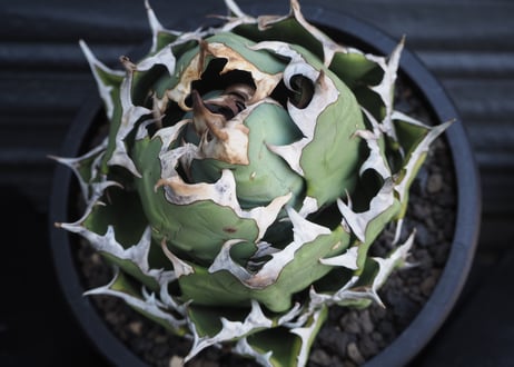 アガベ チタノタ 姫厳龍 ドワーフ SAD シーザー ハデス CATEGORY