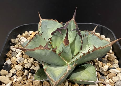 CATEGORY Titanota Phoenix｜鳳凰 | Plus_Plants STORE