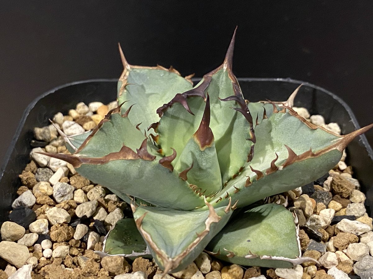 アガベ・チタノタ 鳳凰 子株-002|agave titanota Phoenix | Pl アガベ・チタノタ 鳳凰 子株-002|agave titanota Phoenix | Pl