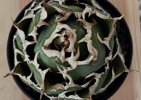 アガベ・チタノタ白鯨（ボールタイプ）中-094｜agave titanota white whale