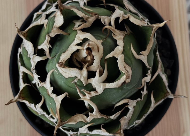 アガベ・チタノタ白鯨（ボールタイプ）中-094｜agave titanota white wh