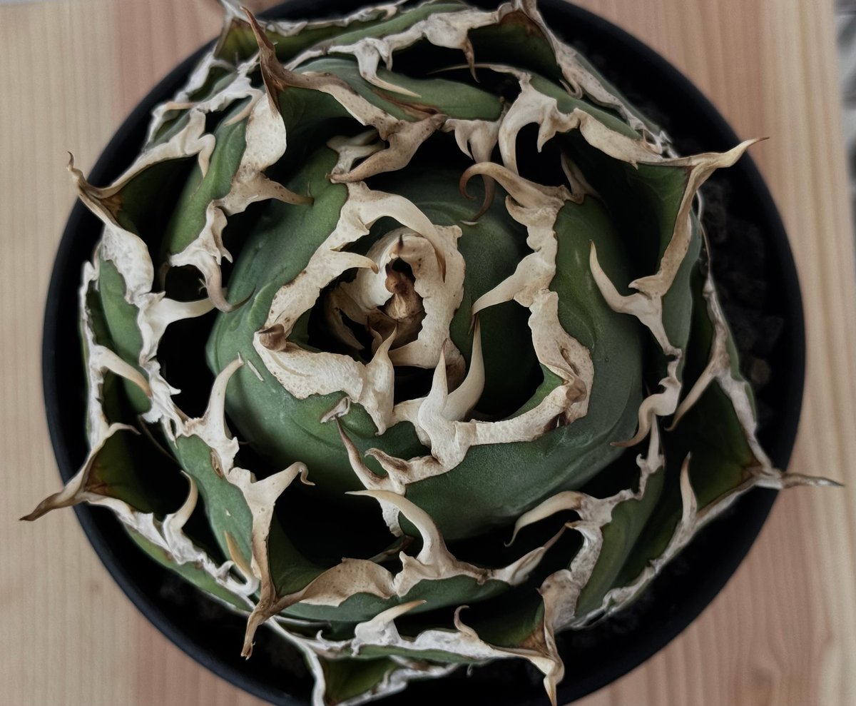 アガベ・チタノタ白鯨（ボールタイプ）中-094｜agave titanota white wh