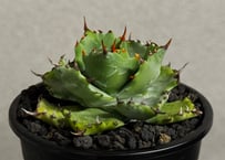 アガベ・姫蠍蟹 (小株)-013｜Agave gypsophila x isthmensis