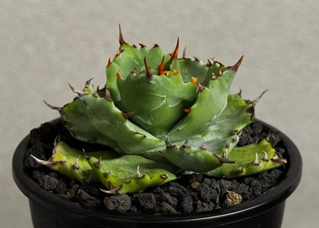 アガベ・姫蠍蟹 (小株)-013｜Agave gypsophila x isthmensis