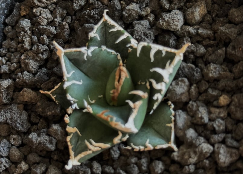 立可白/SAD(芽)-035|agave titanota south african dia 立可白/SAD(芽)-035|agave titanota south african dia