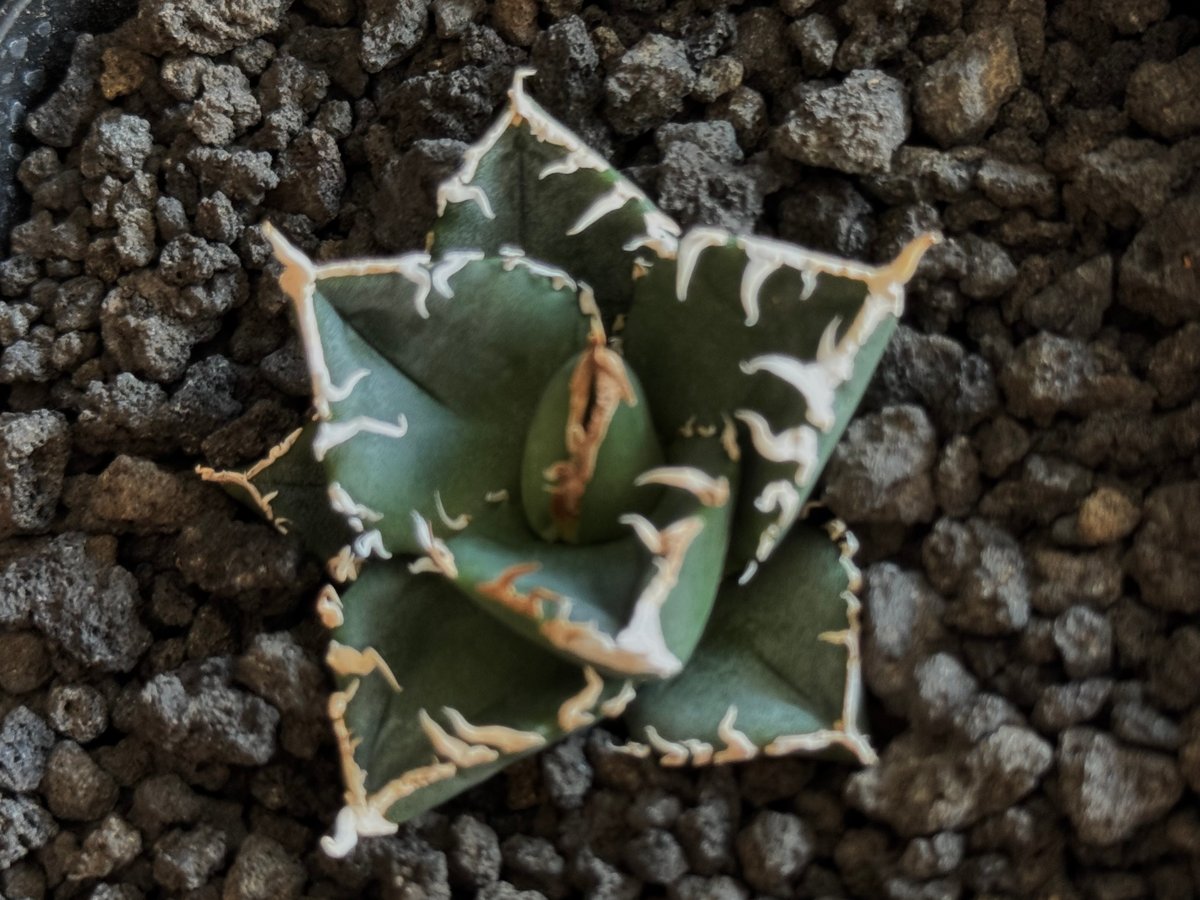 立可白/SAD(芽)-035|agave titanota south african dia 立可白/SAD(芽)-035|agave titanota south african dia