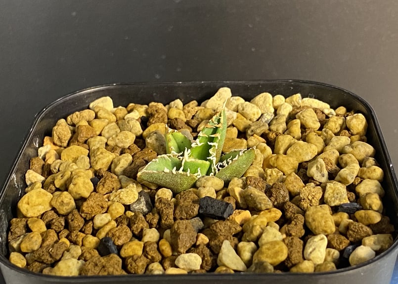 アガベ・チタノタ 大白鯊(芽)-001|agave titanota 大白鯊 アガベ・チタノタ 大白鯊(芽)-001|agave titanota 大白鯊
