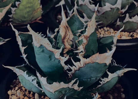 ◆厳選◆アガベ・チタノタ 狼人（小株）-043｜agave titanota were wolf