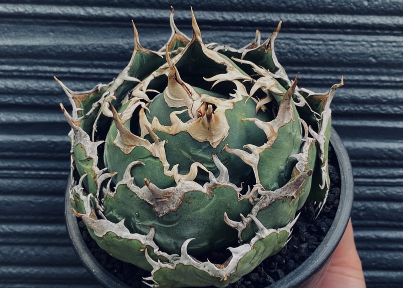 超大型❗️大きすぎw ❗️アガベ 吉祥館錦 (Agave チタノタ 白鯨 ...