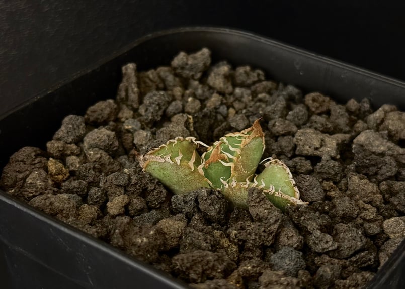 ◇おひとり様一点限り◇アガベ・チタノタ 麻花（芽）-012｜agave