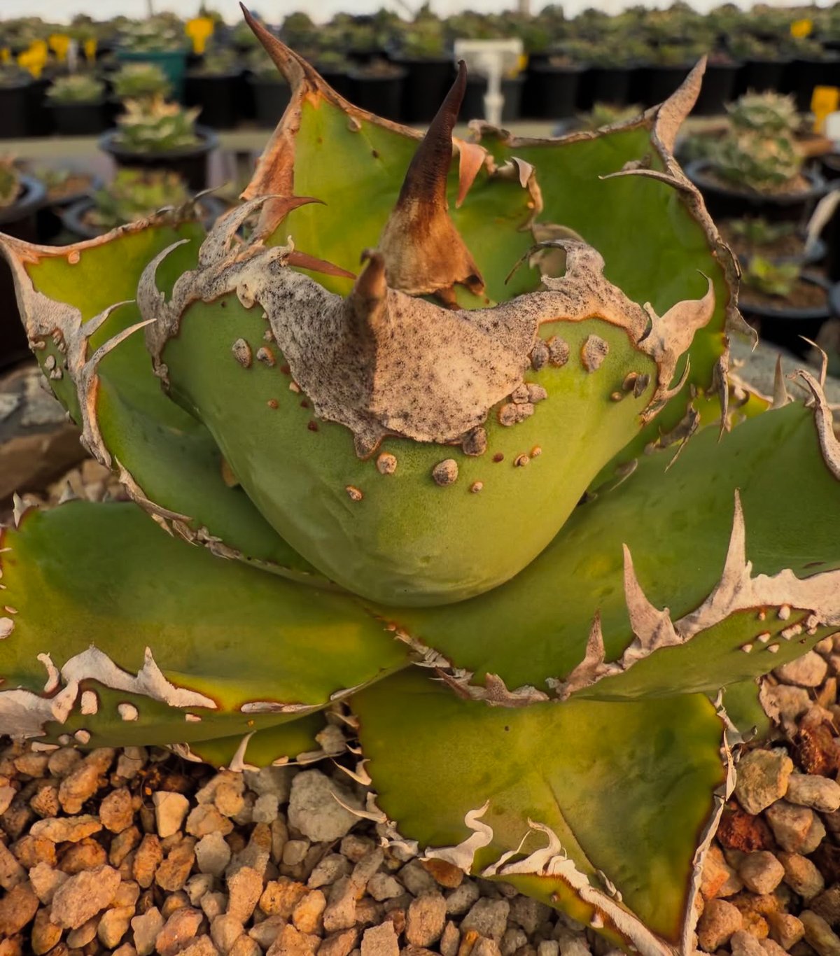 アガベ・チタノタ 星空(芽)-001|agave titanota starry sky | アガベ・チタノタ 星空(芽)-001|agave titanota starry sky |