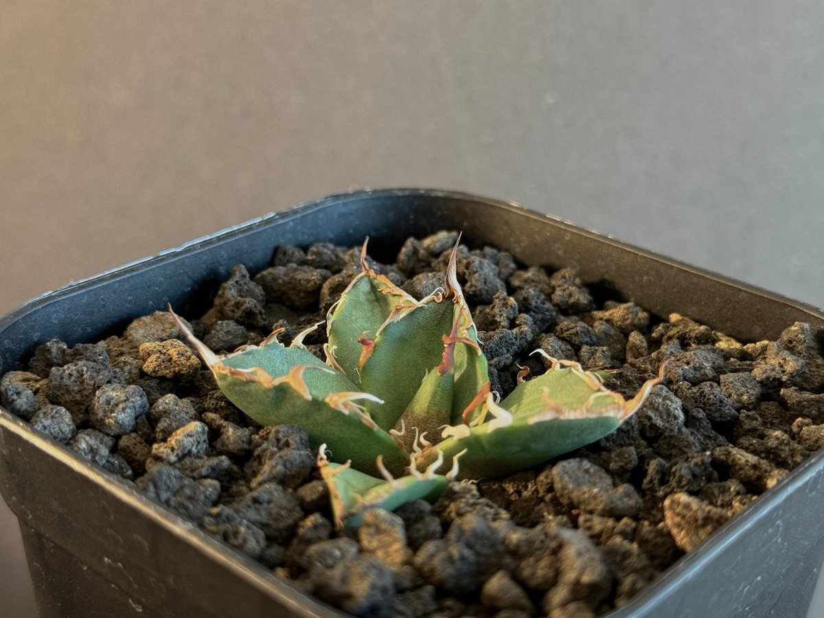 アガベ・チタノタ シーザー/凱撒(芽)-043|agave titanota アガベ・チタノタ シーザー/凱撒(芽)-043|agave titanota