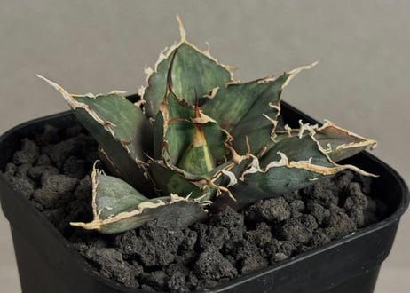 CATEGORY Titanota White whale variegated｜白鯨（斑入り