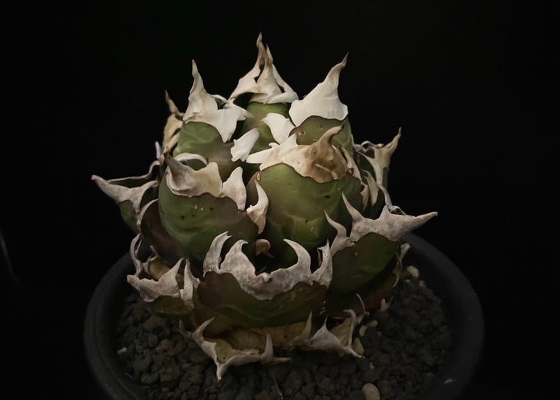 特選>アガベ・チタノタ 赤猫(芽)-003｜agave titanota redcat we