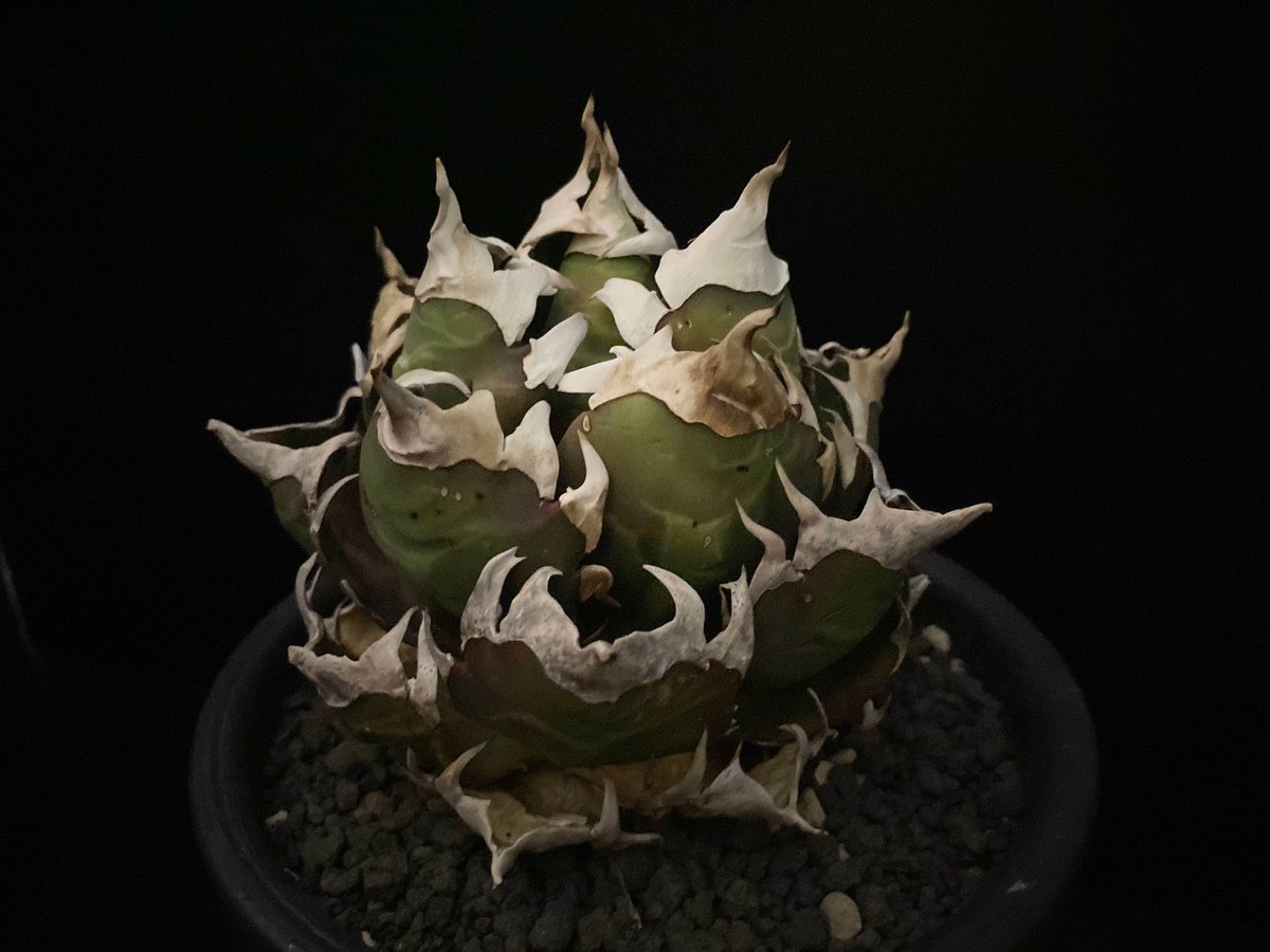 “赤猫”【Dragon Agave 輸入株】 アガベ チタノタ [M02] 赤猫”【Dragon Agave 輸入株】 アガベ チタノタ [M02] 赤猫”【Dragon