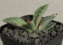 アガベ・チタノタ CJ-Special（芽）-001｜agave titanota CJ-Sp