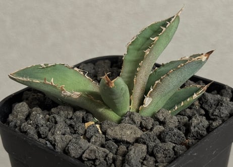 アガベ・チタノタ 繁星（芽）-068｜agave titanota star‐studded