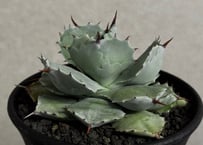 アガベ・チタノタ FO076/オテロイ(芽)005｜agave titanota FO-076