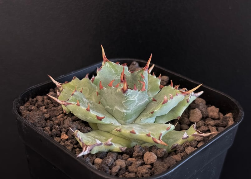 アガベ　姫蠍蟹 🧡姫蠍蟹‪🧡‬‪ 子株からもうすぐ2年だけど ずっとちっこい🤏 低‬