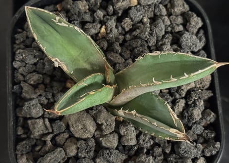 アガベ・チタノタ 繁星（芽）-068｜agave titanota star‐studded