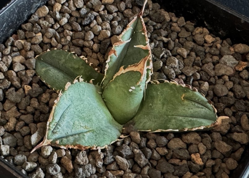 アガベ 鰐亀 表裏 ブツブツ トゲトゲ バンド幅も来てます アガベ 鰐亀