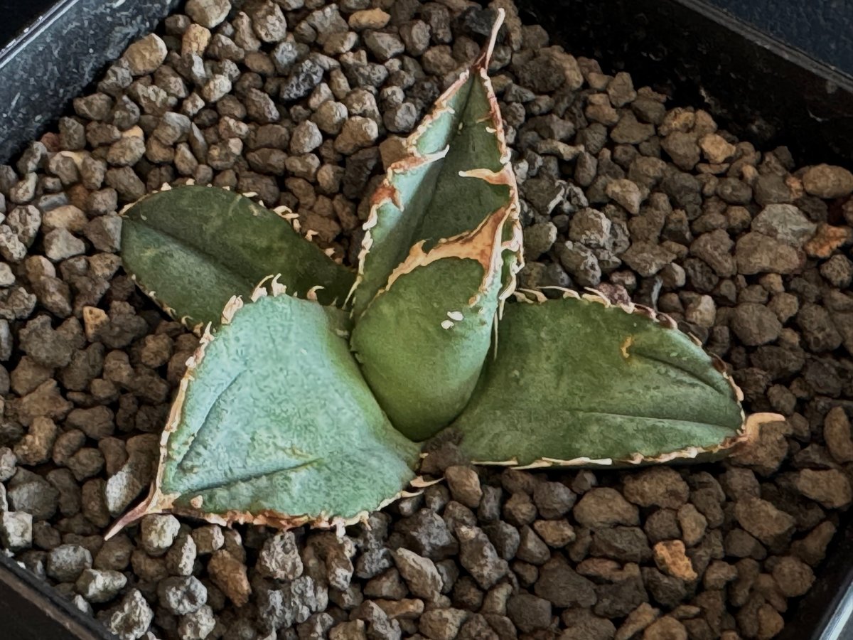 アガベ・チタノタ 鰐亀（芽）-008｜agave titanota alligator sna