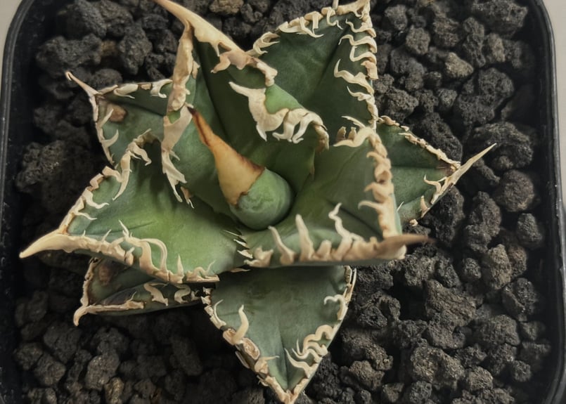 アガベ・チタノタ 白幽霊（芽）-005｜agave titanota white ghost