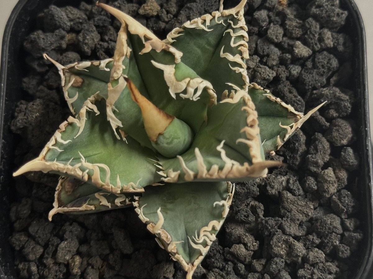 【速達】アガベ　チタノタ　緑幽霊錦　極上白覆輪　　金剛錦 速達】アガベ チタノタ 緑幽霊錦 極上白覆輪 金剛錦