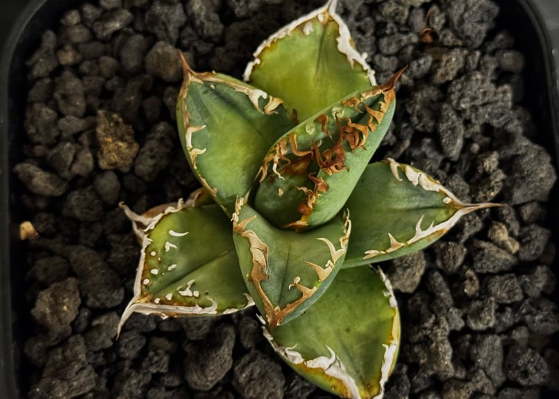 アガベ・チタノタ ハンスのぶつぶつ（芽）-003｜agave titanota Hanes n