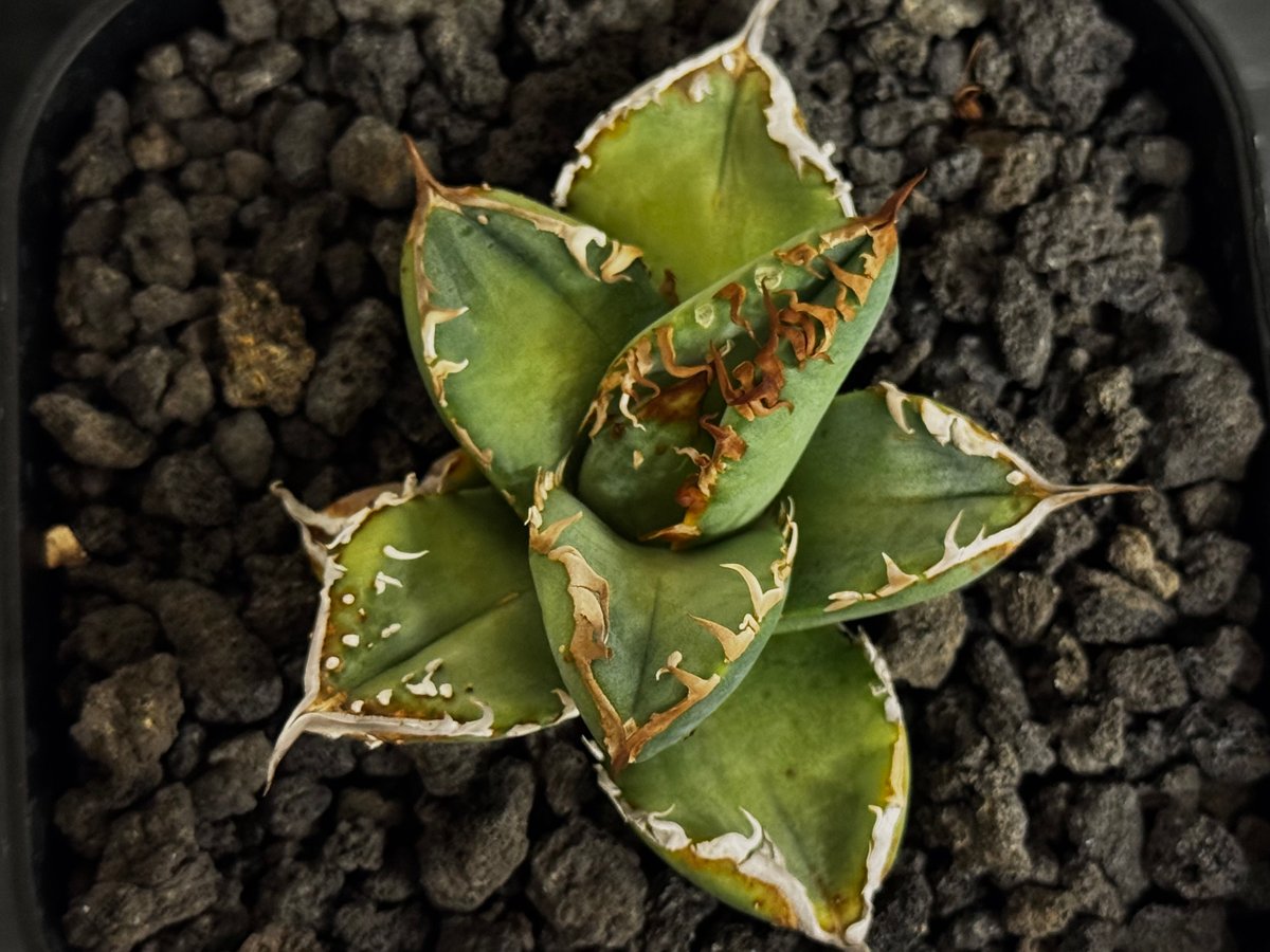 アガベ・チタノタ ハンスのぶつぶつ（芽）-003｜agave titanota Hanes n