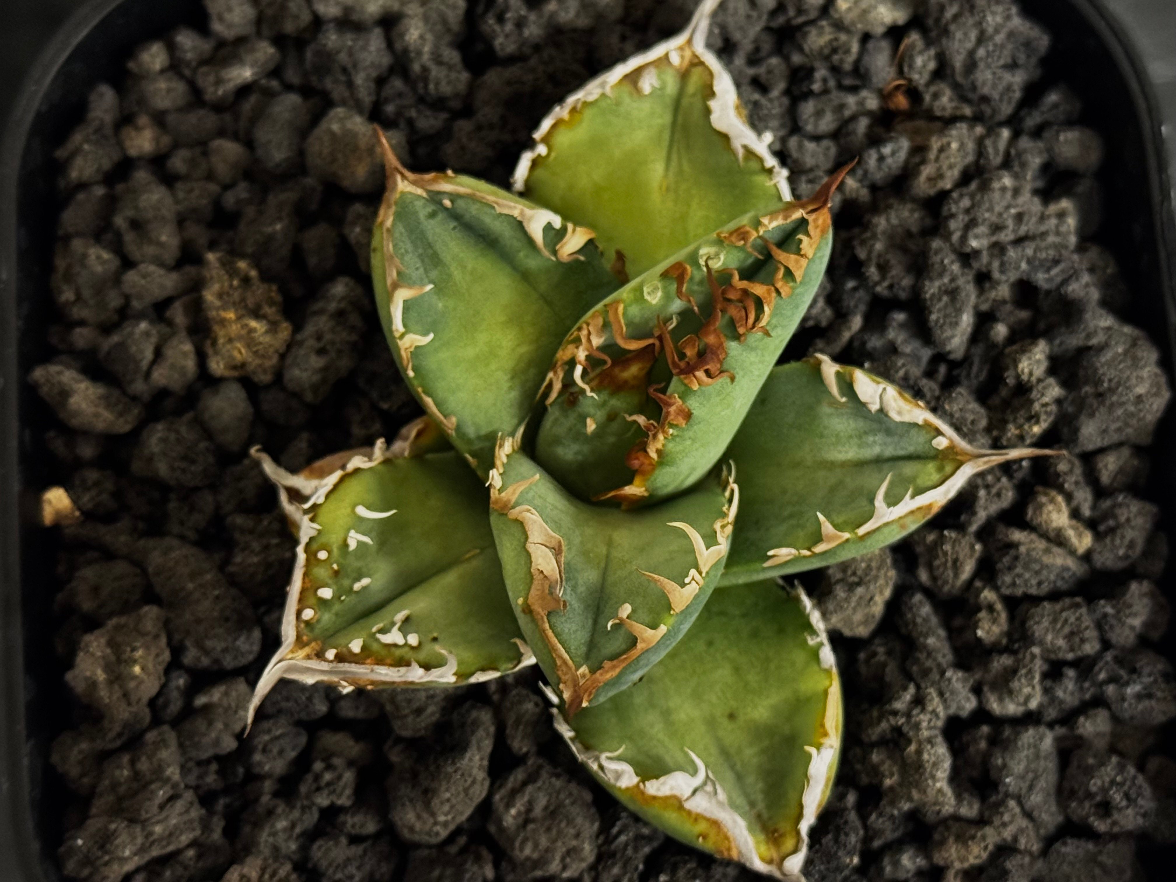 アガベ・チタノタ ハンスのぶつぶつ（芽）-003｜agave titanota Hanes n