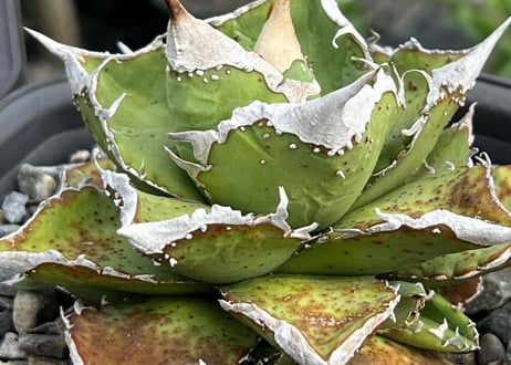 アガベ・チタノタ　流星(台湾Lize血統/芽)-003｜agave titanota Meteor