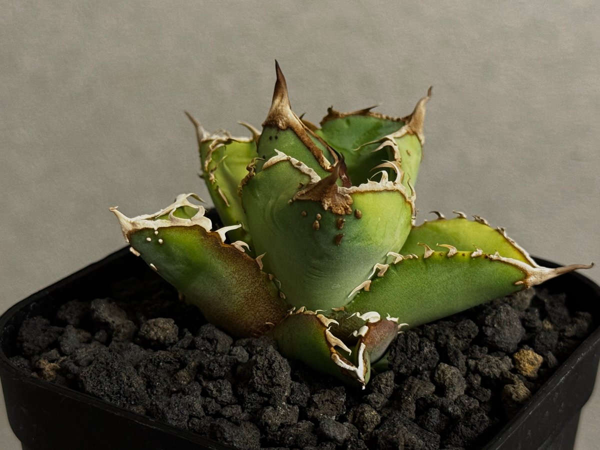 アガベ・チタノタ 星空/台湾agave cho産（芽）-004｜agave titanota