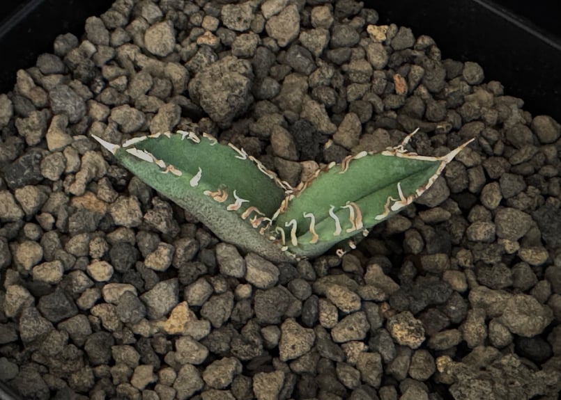 アガベ・チタノタ CJ-Special(芽)-003|agave titanota CJ-Sp アガベ・チタノタ CJ-Special(芽)-003|agave titanota CJ-Sp