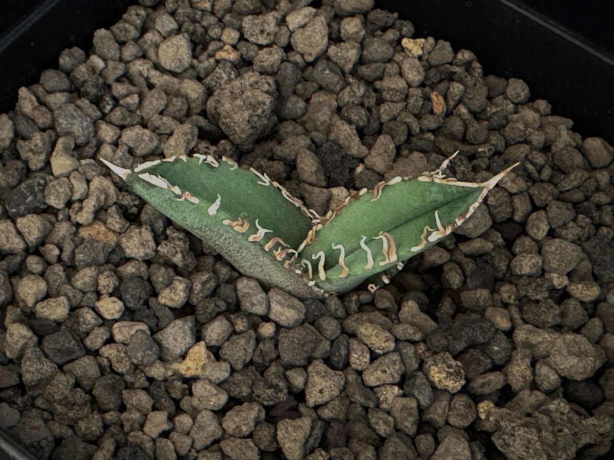 アガベ・チタノタ CJ-Special(芽)-003|agave titanota CJ-Sp アガベ・チタノタ CJ-Special(芽)-003|agave titanota CJ-Sp