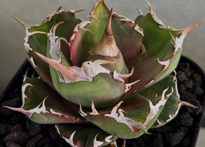 アガベ・チタノタ 白巫-003｜agave Titanota Wizard | Plus_Pl