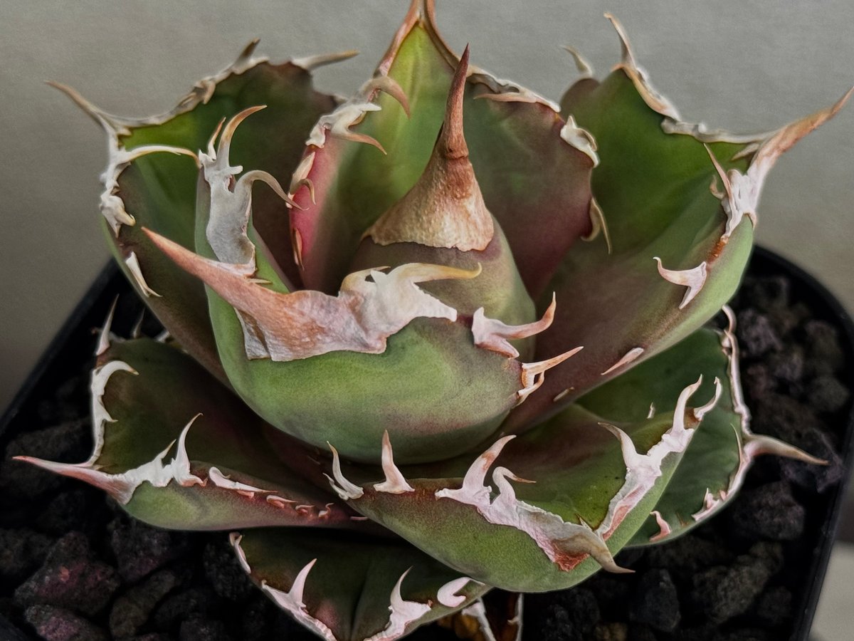 アガベ　チタノタ　EXWT アガベ・チタノタ 白巫-003｜agave Titanota Wizard | Plus_Pl