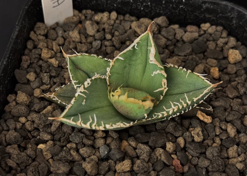 アガベ・チタノタ 流星(台湾Lize産)-002｜agave titanota Meteor