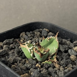 2月新着商品 | Plus_Plants STORE