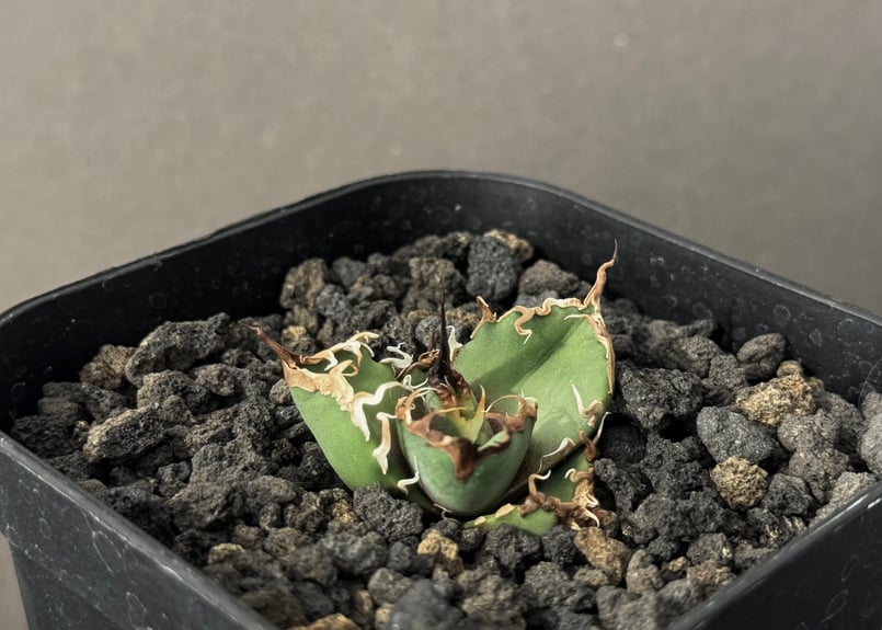 アガベ・チタノタ シーザー/CJ血統（凱撒）芽-007｜agave titanota caes