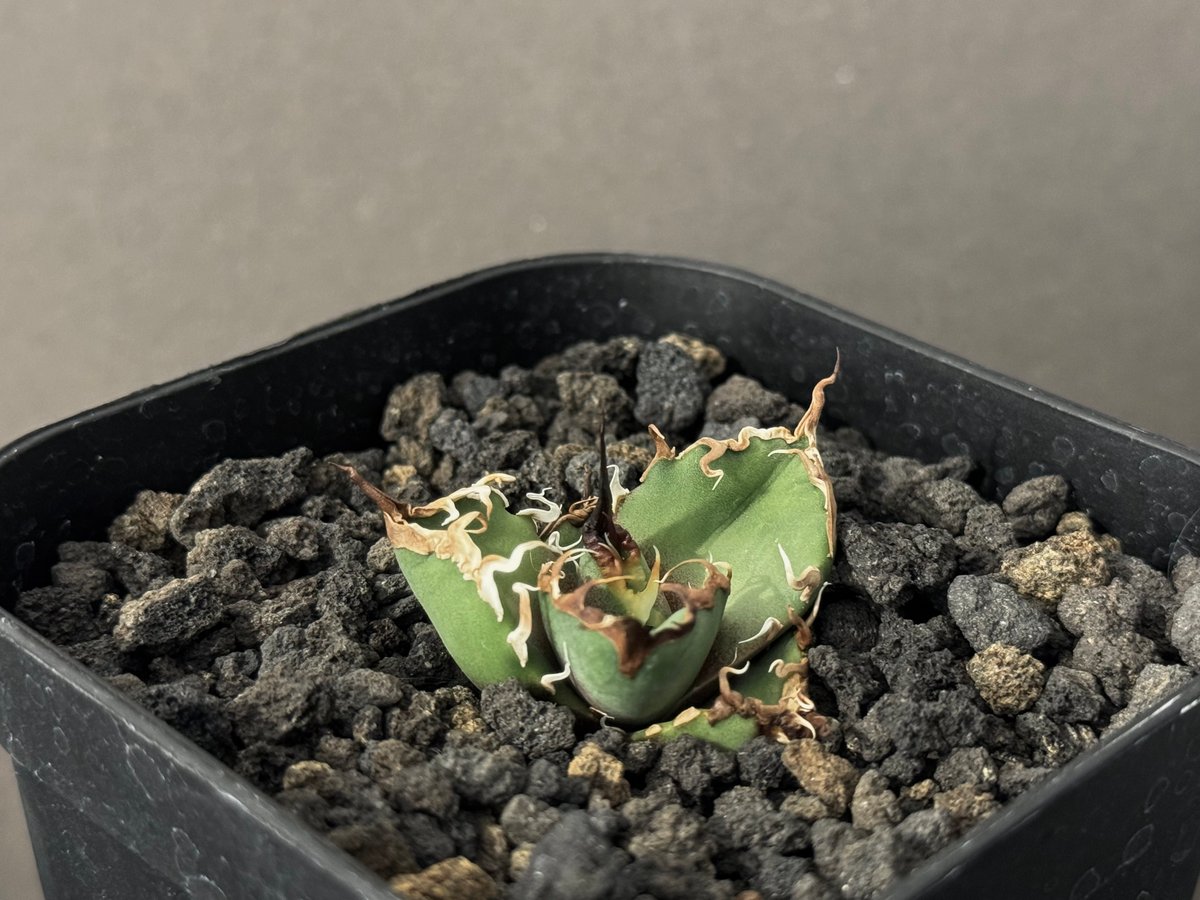 アガベ・チタノタ シーザー/CJ血統（凱撒）芽-007｜agave titanota caes