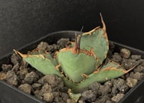 アガベ・チタノタ 狼人(小株)-027|agave titanota were wolf アガベ・チタノタ 狼人(小株)-027|agave titanota were wolf