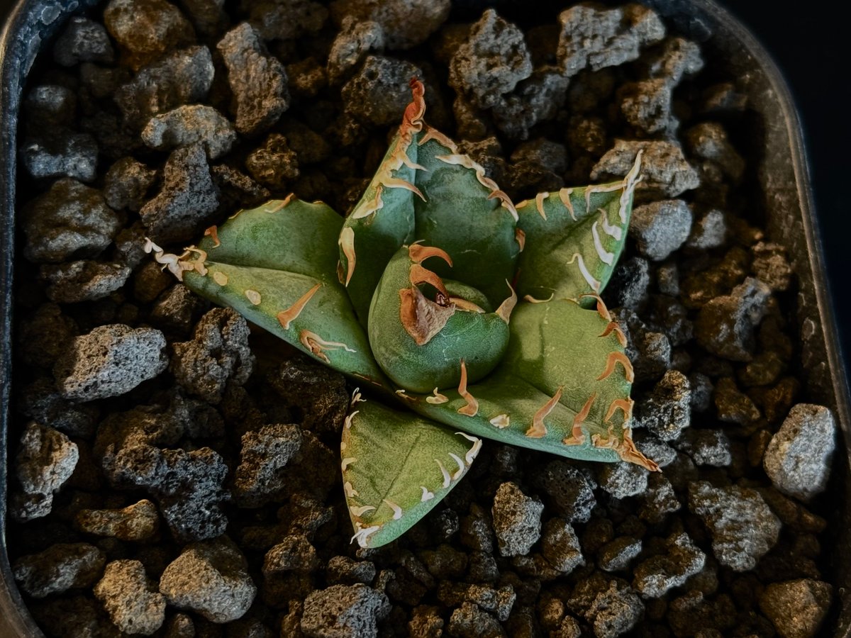 アガベ・チタノタ 魔丸(芽)-038|agave titanota imps | Plus_P アガベ・チタノタ 魔丸(芽)-038|agave titanota imps | Plus_P