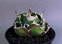 アガベ・チタノタ白鯨（厳選コンパクト）-046｜agave titanota white whale