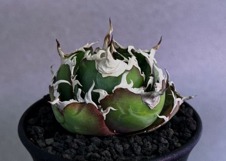 アガベ・チタノタ白鯨（厳選コンパクト）-046｜agave titanota white whale