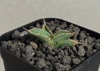 アガベ・チタノタ 蚩尤（芽）-003｜agave titanota chiyou | Plus